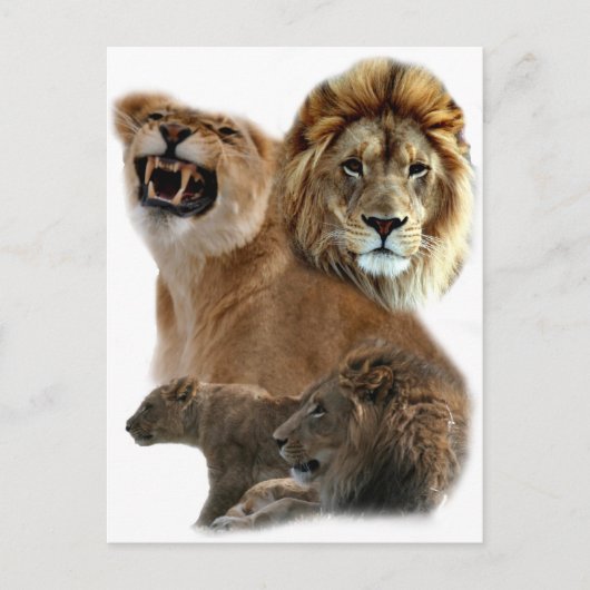 Carte postale Lions (Devant)