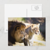 Carte Postale Lions (Devant / Derrière)