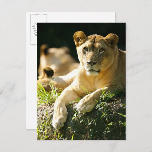 Carte Postale Lions (Devant / Derrière)