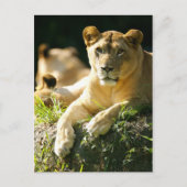 Carte Postale Lions (Devant)