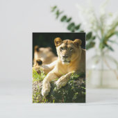 Carte Postale Lions (Debout devant)