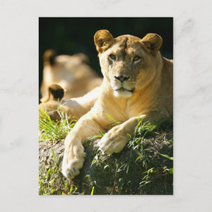 Carte Postale Lions