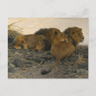 Carte Postale Lions à la veille par Wilhelm Kuhnert