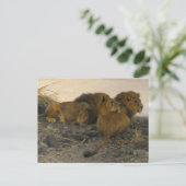 Carte Postale Lions à la veille par Wilhelm Kuhnert (Debout devant)