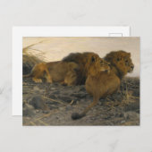 Carte Postale Lions à la veille par Wilhelm Kuhnert (Devant / Derrière)