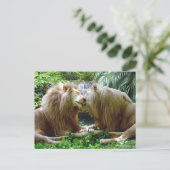 Carte Postale Lions affectueux (Debout devant)