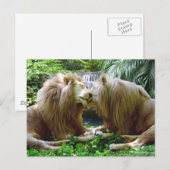 Carte Postale Lions affectueux (Devant / Derrière)