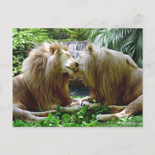 Carte Postale Lions affectueux (Devant)