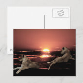 Carte Postale Lions africains au coucher du soleil (Devant / Derrière)