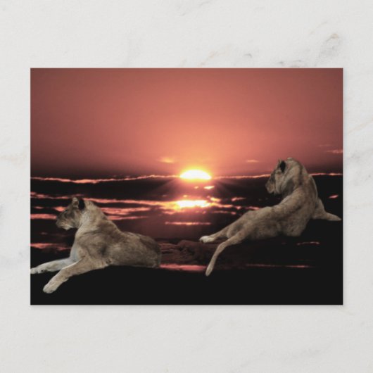 Carte Postale Lions africains au coucher du soleil (Devant)