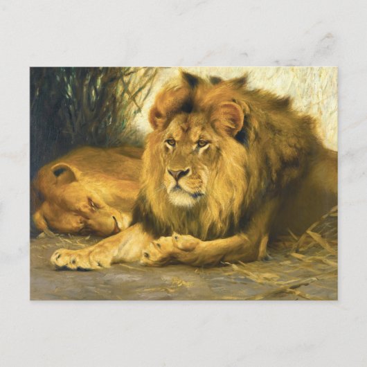 Carte Postale Lions au repos par Wilhelm Kuhnert (Devant)