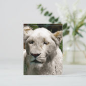 CARTE POSTALE LIONS BLANCS (Debout devant)