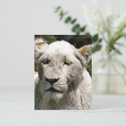CARTE POSTALE LIONS BLANCS (Debout devant)