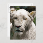 CARTE POSTALE LIONS BLANCS (Devant / Derrière)