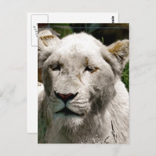 CARTE POSTALE LIONS BLANCS (Devant / Derrière)