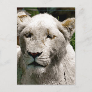 CARTE POSTALE LIONS BLANCS