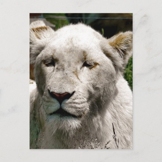 CARTE POSTALE LIONS BLANCS (Devant)