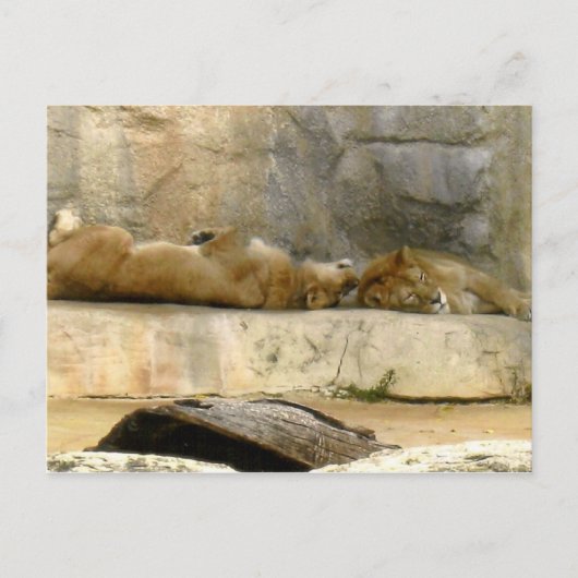 Carte postale Lions couché (Devant)