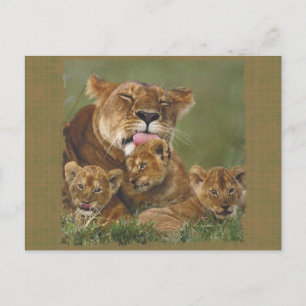 Carte Postale Lions dans les dons sauvages et Tee - shirts