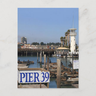 Carte Postale Lions de la mer de Californie