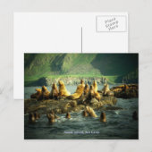 Carte Postale Lions de la mer de l'île Amak (Devant / Derrière)