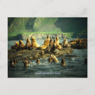 Carte Postale Lions de la mer de l'île Amak