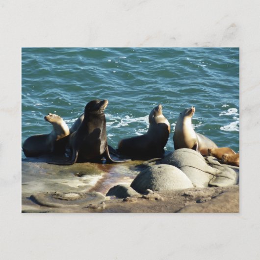 Carte Postale Lions de la mer de San Diego (Devant)