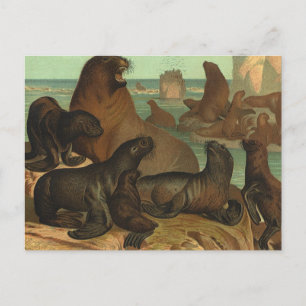 Carte Postale Lions de mer vintage sur la plage, animaux de la v