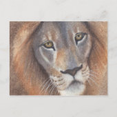 Carte Postale Lion's Eyes (Devant)