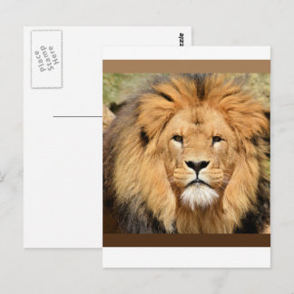 Carte Postale Lions Head Postcard