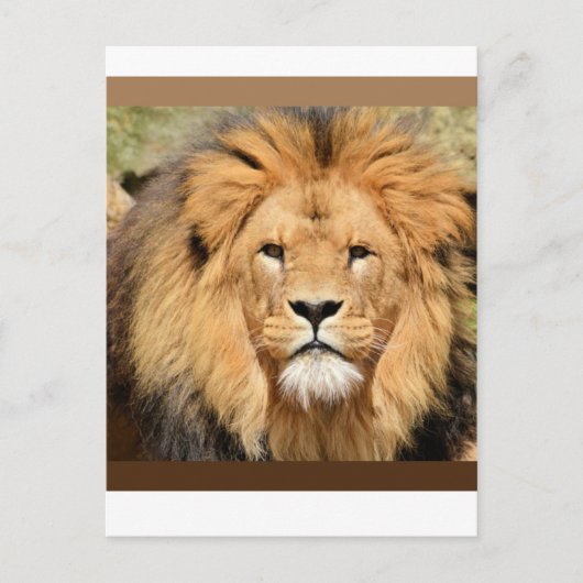 Carte Postale Lions Head Postcard (Devant)