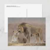 Carte postale Lions in Love (Devant / Derrière)