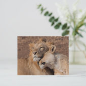 Carte postale Lions in Love (Debout devant)