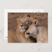 Carte postale Lions in Love (Devant / Derrière)