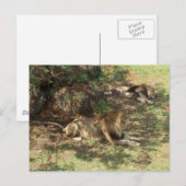 Carte Postale Lions Lazy (Devant / Derrière)
