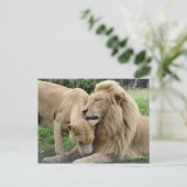 Carte Postale Lions Lover (Debout devant)