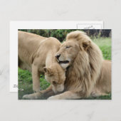 Carte Postale Lions Lover (Devant / Derrière)