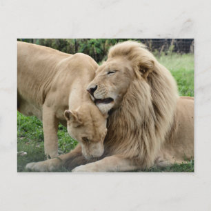 Carte Postale Lions Lover