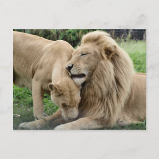 Carte Postale Lions Lover