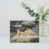 Carte Postale Lions Napping au zoo (Debout devant)