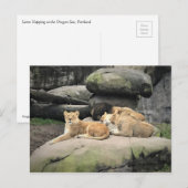 Carte Postale Lions Napping au zoo (Devant / Derrière)