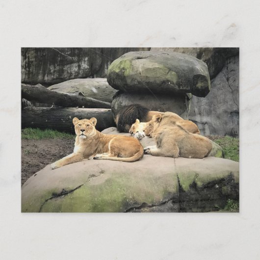 Carte Postale Lions Napping au zoo (Devant)