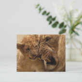 Carte Postale Lions qui bouchent (Debout devant)