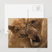 Carte Postale Lions qui bouchent (Devant / Derrière)