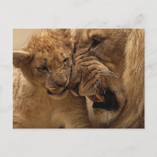 Carte Postale Lions qui bouchent (Devant)