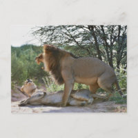 lions se mariant, Panthera leo, Kgalagadi