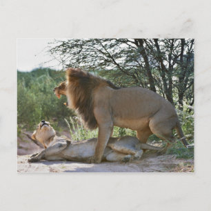 Carte Postale lions se mariant, Panthera leo, Kgalagadi