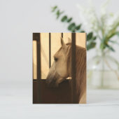 Carte Postale Lipizzan après le spectacle (Debout devant)