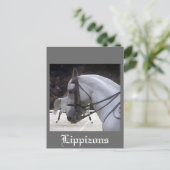 Carte Postale Lippizons 2009 (Debout devant)
