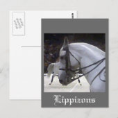 Carte Postale Lippizons 2009 (Devant / Derrière)